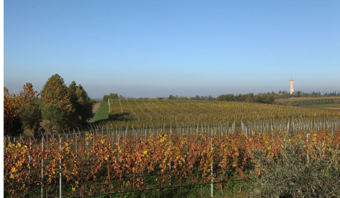 AZIENDA AGRICOLA BULGARINI FAUSTO